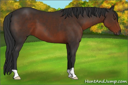 Horse Color:Gray Liver Chestnut