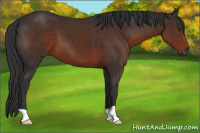 Horse Color:Gray Liver Chestnut 