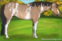 Horse Color:White Spotted Bay Dun Rabicano