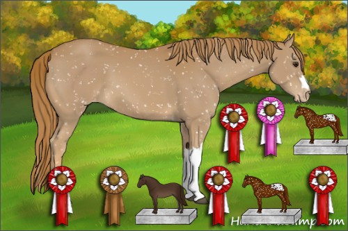 Horse Color:Chestnut Appaloosa 
