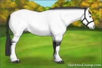 Horse Color:Platinum Buckskin 
