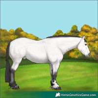 Horse Color:Platinum Buckskin 
