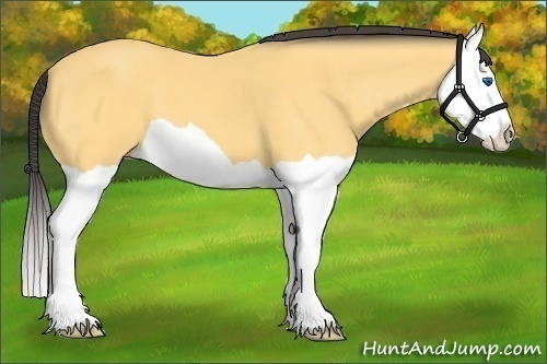 Horse Color:Buckskin Splash