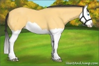 Horse Color:Buckskin Splash 