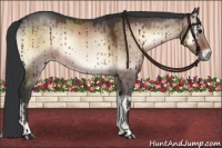 Horse Color:Brown Onyx Rabicano