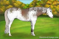 Horse Color:White Spotted Silver Black Sabino Rabicano 