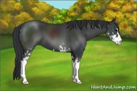 Horse Color:Black Sabino