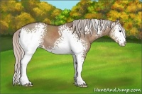 Horse Color:White Spotted Silver Grullo 
