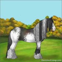 Horse Color:White Spotted Black 