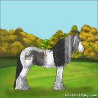 Horse Color:White Spotted Black Sabino 