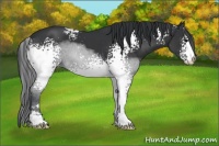 Horse Color:White Spotted Black Sabino 