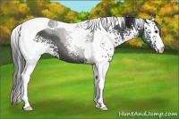 Horse Color:White Spotted Black Tobiano 
