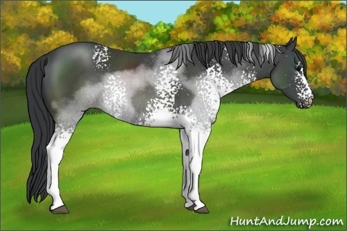 Horse Color:White Spotted Black Sabino Rabicano