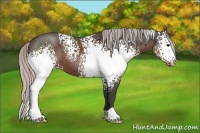Horse Color:White Spotted Silver Black 
