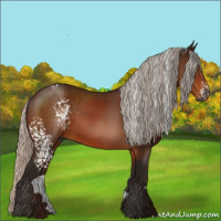 Horse Color:Gray White Spotted Silver Bay Sabino 