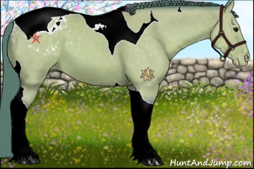 Horse Color:Watercolor Buckskin Tobiano Appaloosa 