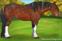 Horse Color:Brown Appaloosa 