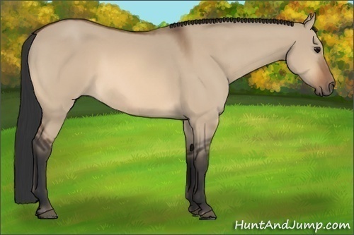 Horse Color:Bay Dun 