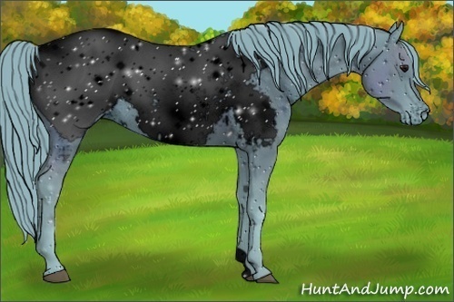 Horse Color:ERROR: UNKNOWN ANOMALY