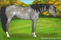 Horse Color:Grullo Rabicano