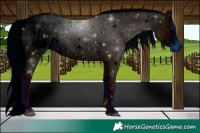 Horse Color:ERROR: UNKNOWN ANOMALY