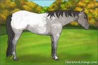 Horse Color:Grullo Roan Snowcap 