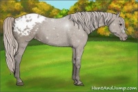 Horse Color:Silver Grullo Appaloosa 