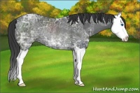 Horse Color:Black Ice Splash Rabicano 
