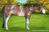 Horse Color:White Spotted Bay Rabicano