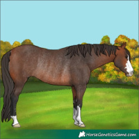 Horse Color:Brown Rabicano 