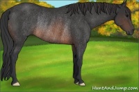 Horse Color:Brown Rabicano 