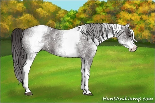 Horse Color:White Spotted Smoky Blue Roan 
