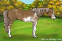 Horse Color:Chocolate Palomino Sabino 