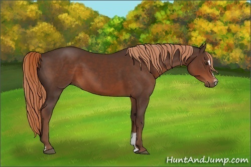 Horse Color:Liver Chestnut Sabino