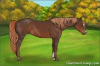 Horse Color:Liver Chestnut Sabino