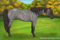 Horse Color:Smoky Blue Roan 