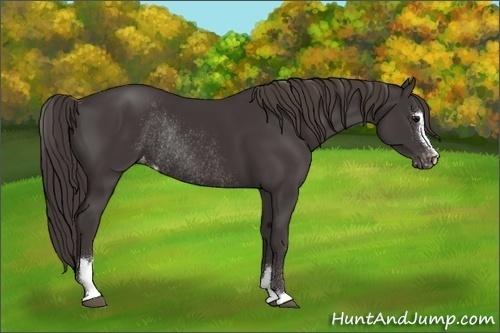Horse Color:Smoky Black Sabino Varnish Rabicano 