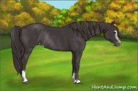 Horse Color:Smoky Black Sabino Varnish Rabicano