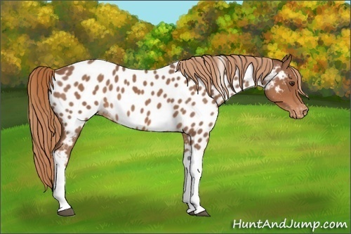 Horse Color:Red Roan Tobiano Appaloosa