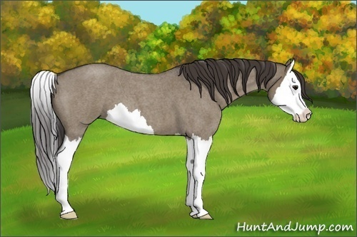 Horse Color:Smoky Grullo Roan Sabino Splash