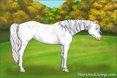 Horse Color:Cremello Sabino