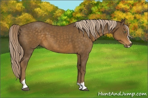 Horse Color:Chocolate Palomino Sabino 