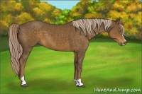 Horse Color:Chocolate Palomino Sabino 