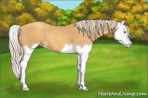 Horse Color:Gold Cream Champagne Roan Splash 