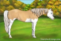 Horse Color:Gold Cream Champagne Roan Splash 