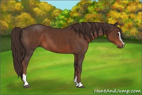 Horse Color:Liver Chestnut Sabino