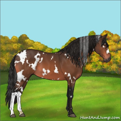 Horse Color:Gray White Spotted Buckskin 