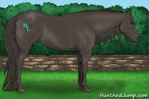 Horse Color:Smoky Black 