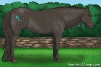 Horse Color:Smoky Black 
