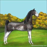 Horse Color:White Spotted Brown Snowflake Varnish